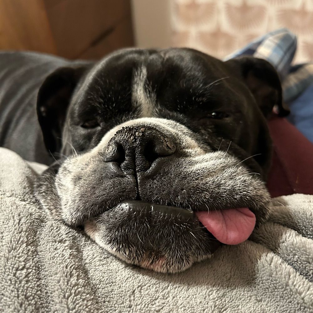 Bulbous Bulldog