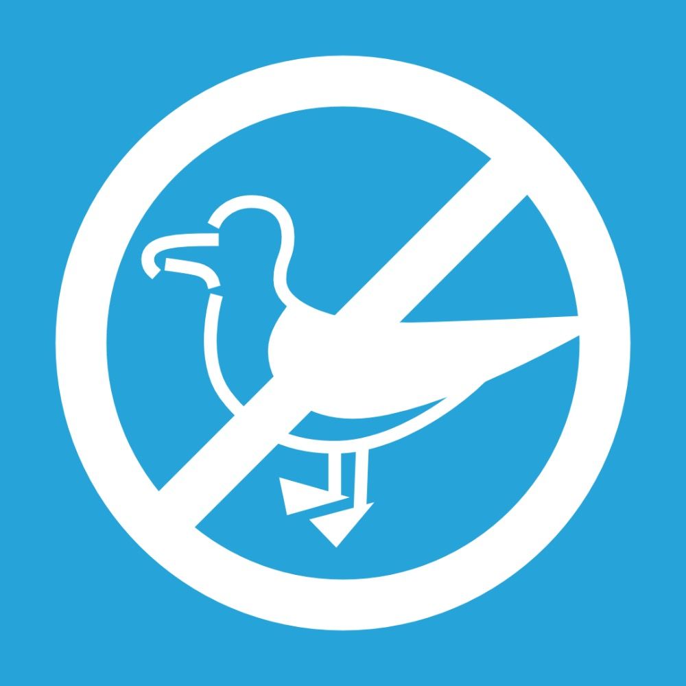 No Such Thing as a Seagull