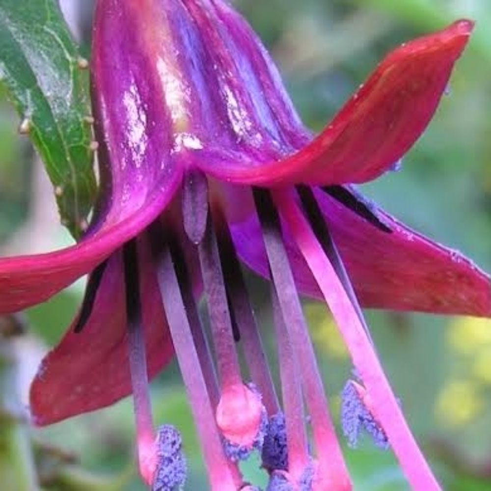 Kōtukutuku