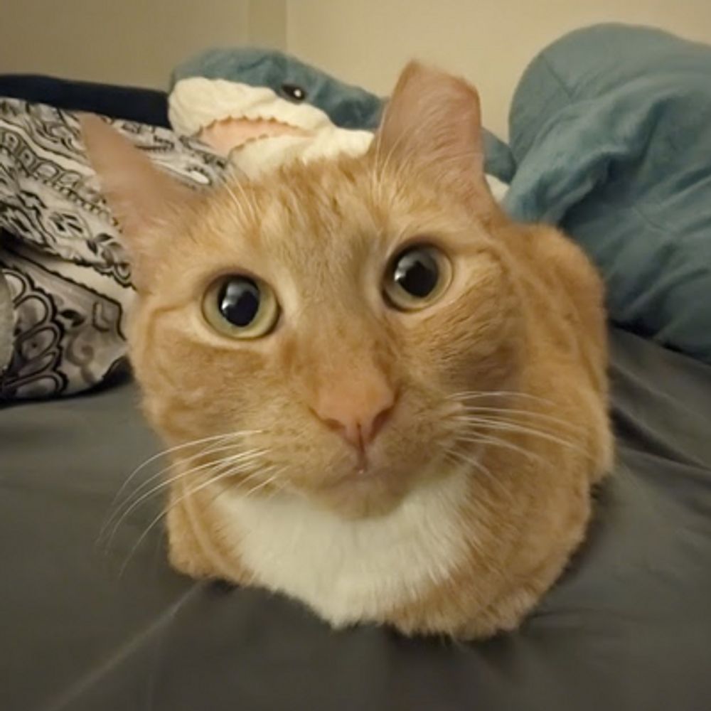 GobboCam