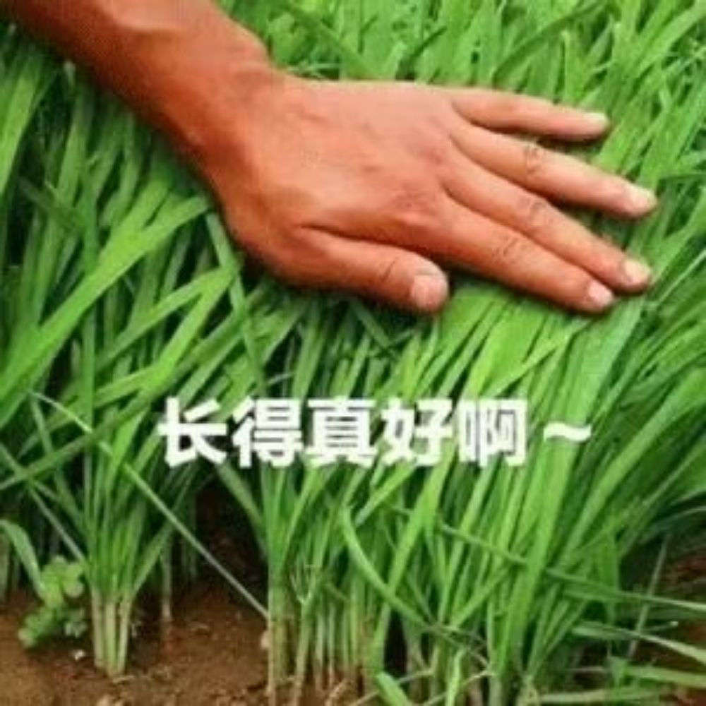 木头