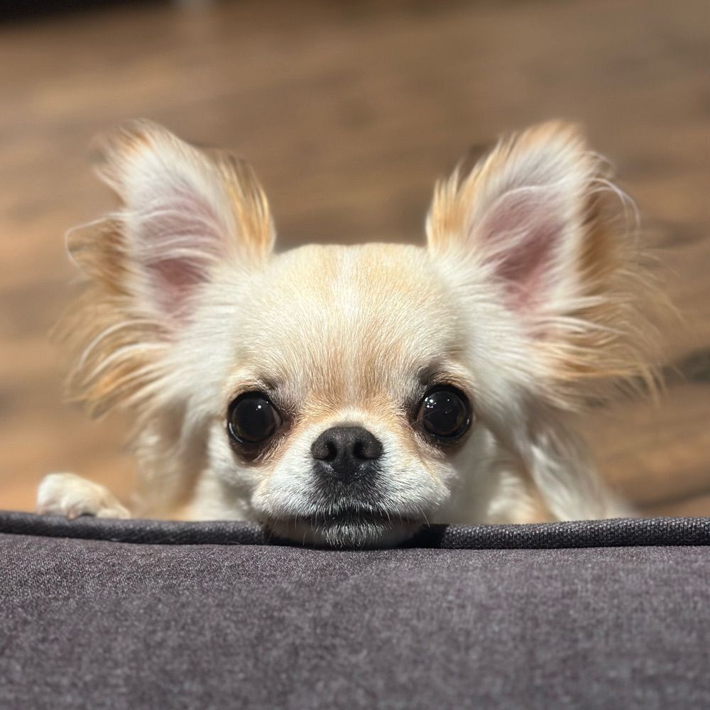 XO Chihuahuas