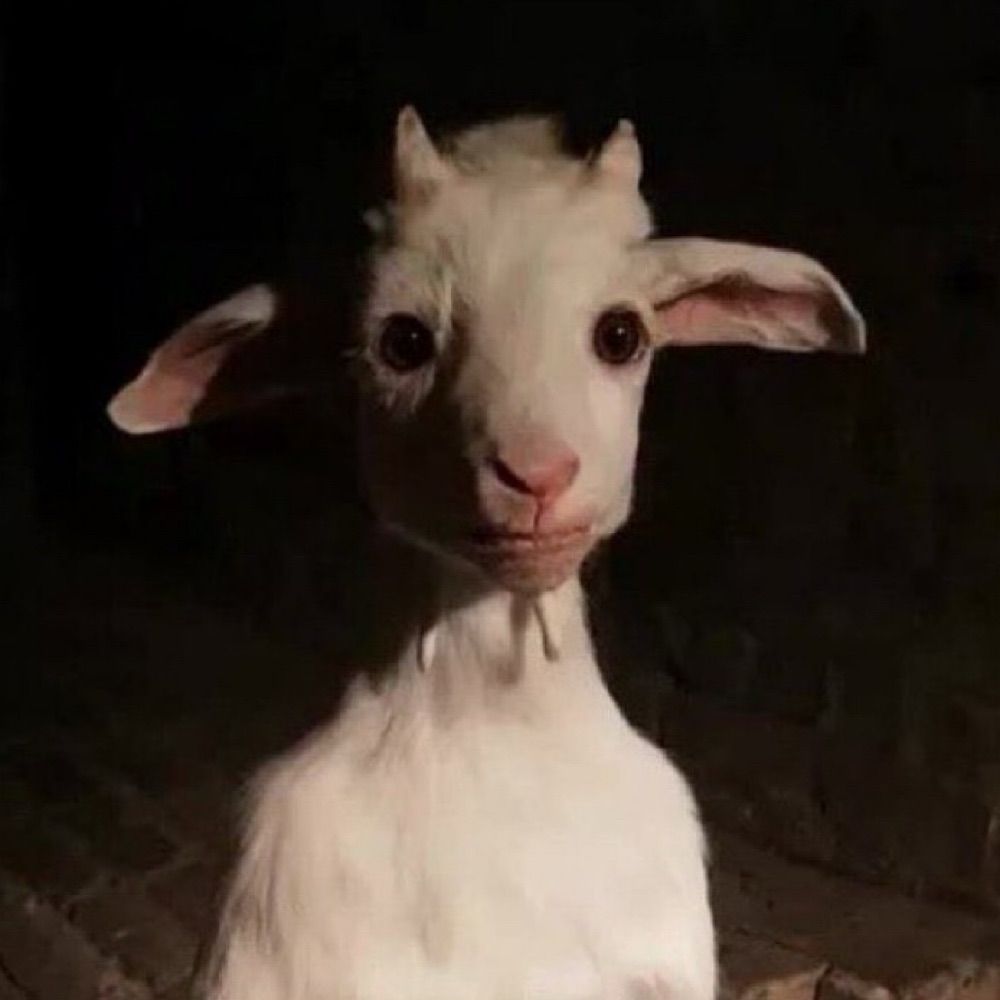 pedro