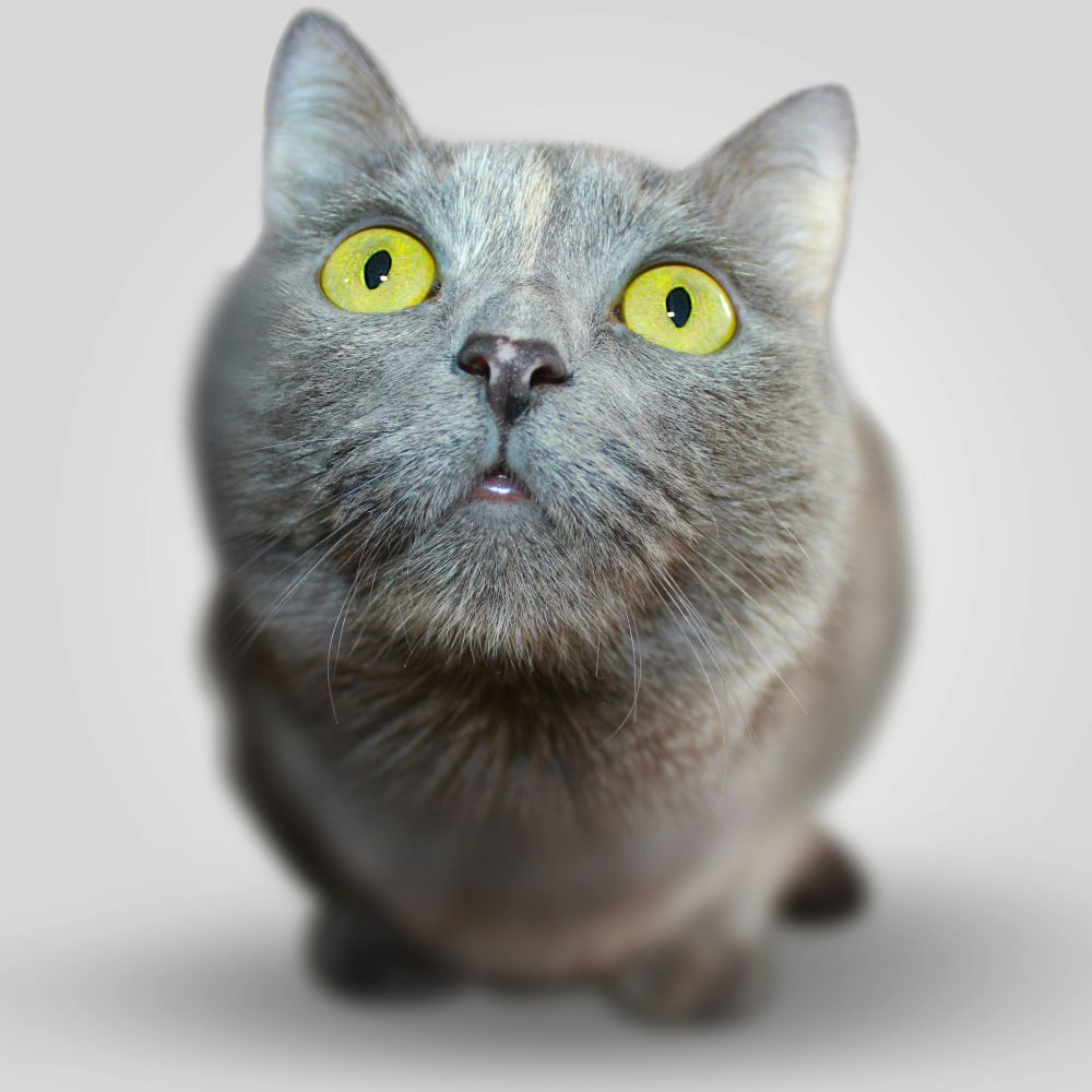 Relevante Katze