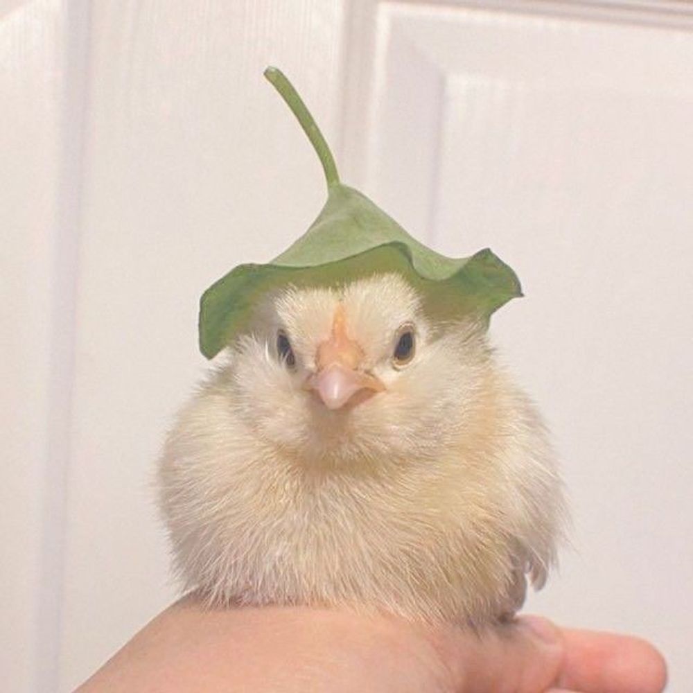 Pollofrito
