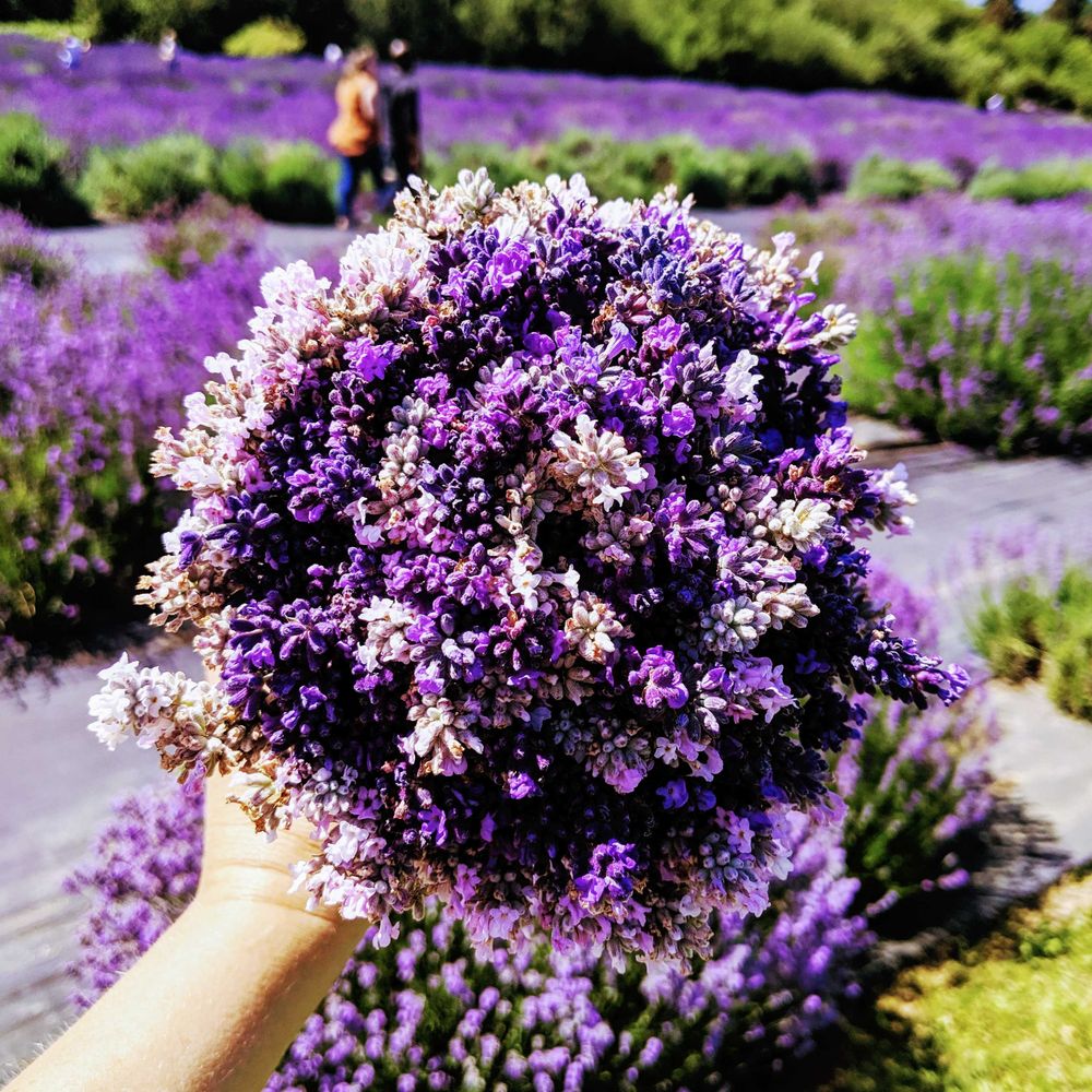 Lavender Connection