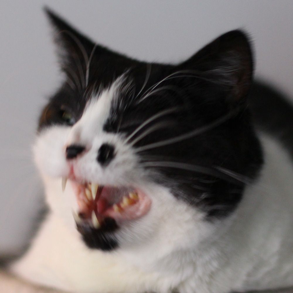 nakki
