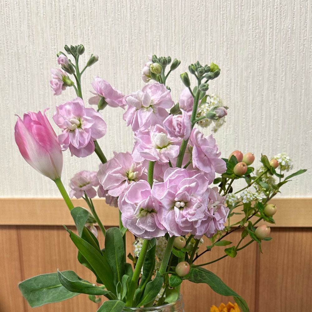 まゆこ
