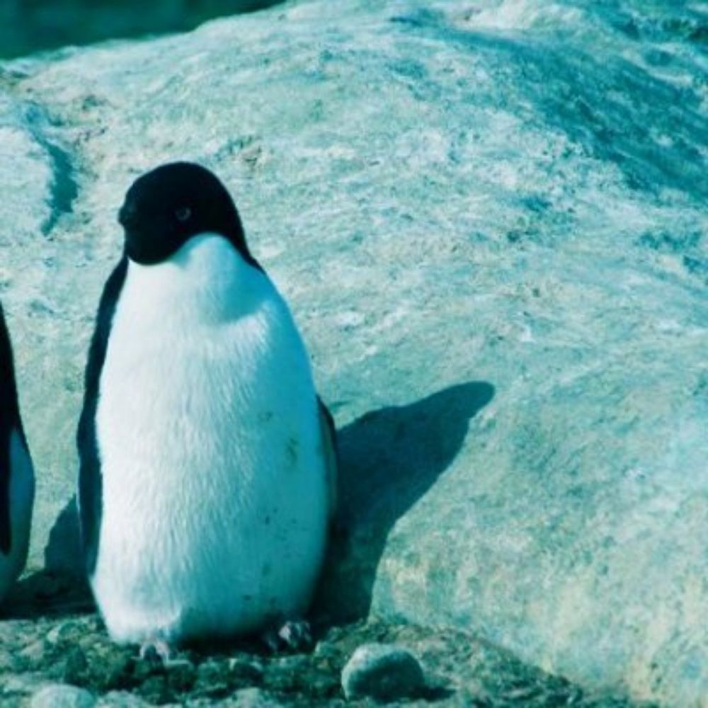 🤔🐧烏輪ナ17a
