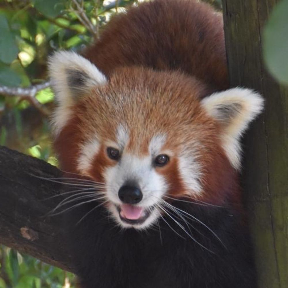 kiwipanda