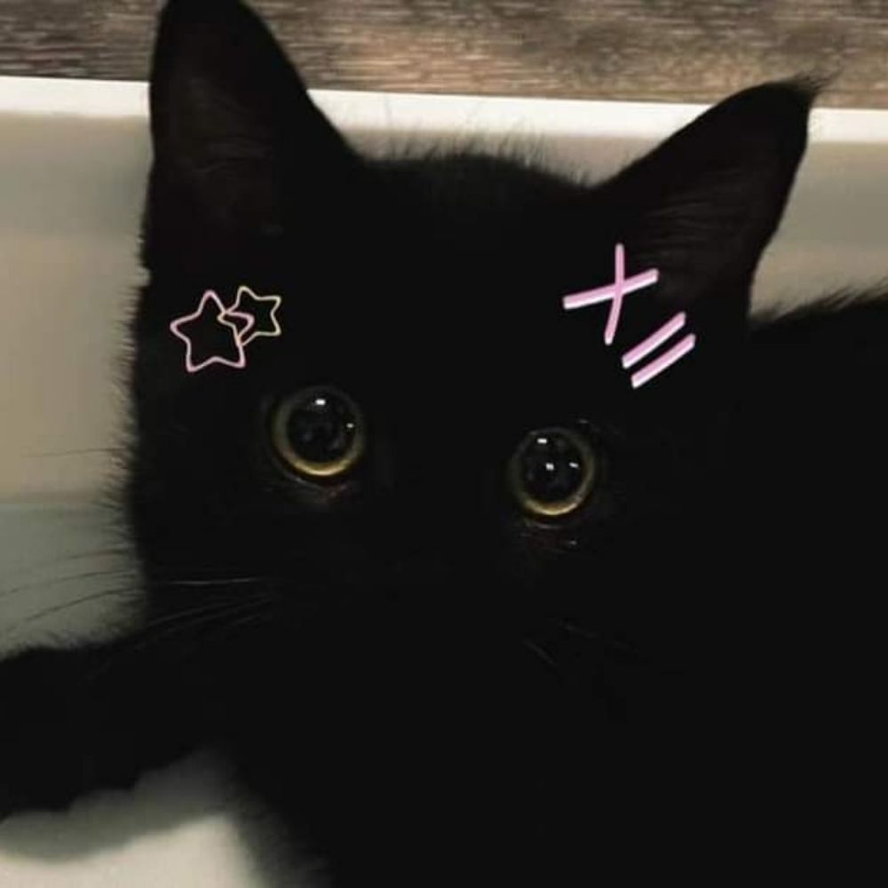 M_Meow.waaa
