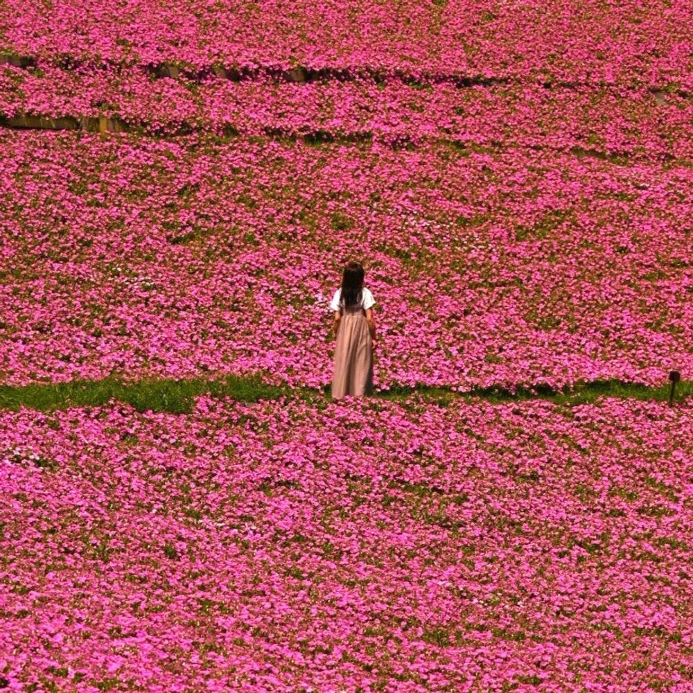 ꕤ𓈒𓂂◌花菜𓈒𓂂◌ꕤ
