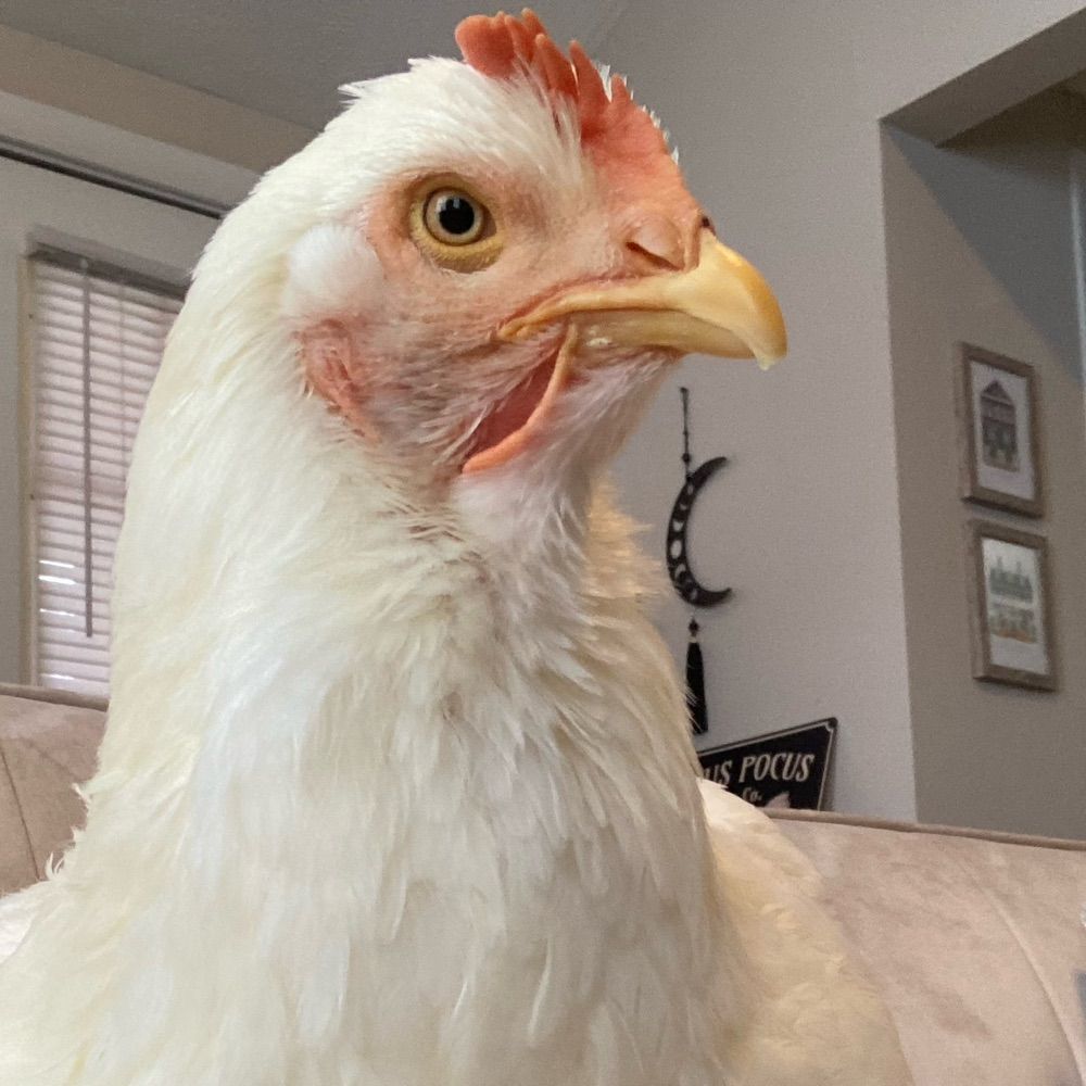 Serenity Meadows Microsanctuary 🐔💕