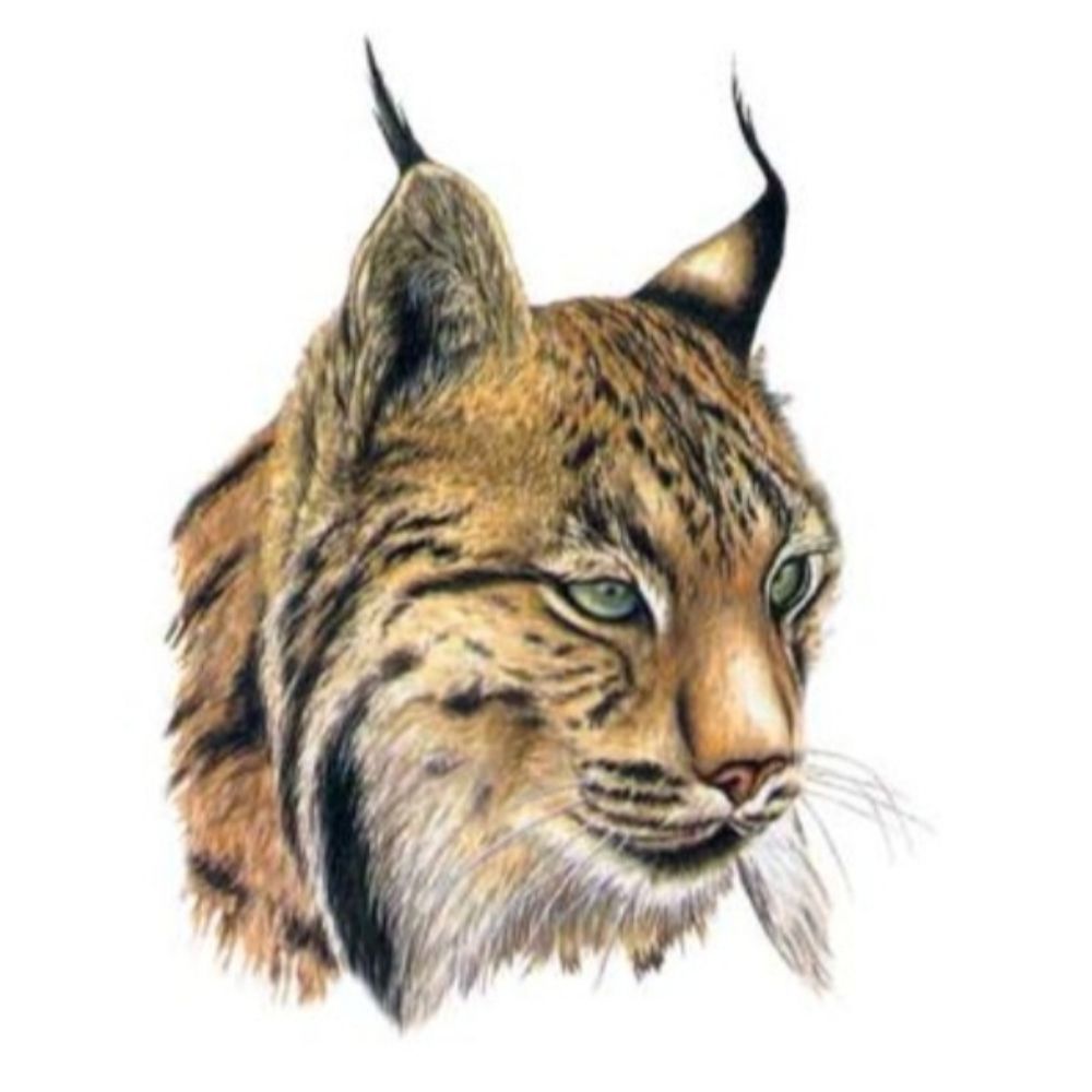 LiNZe