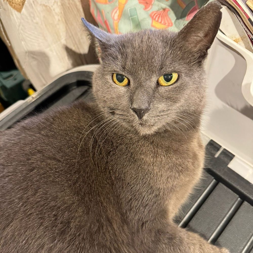 Kat