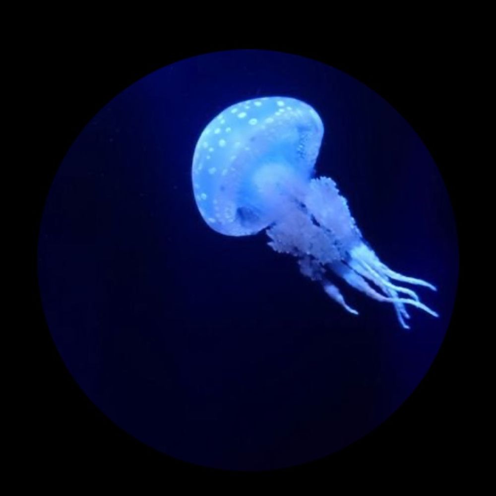 夏樹