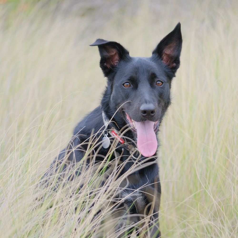 Nero Dog