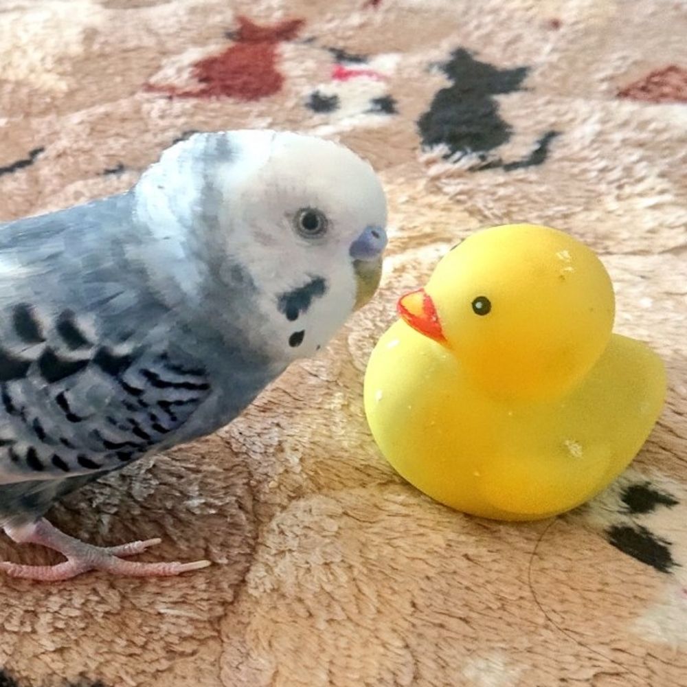 ピピクマ