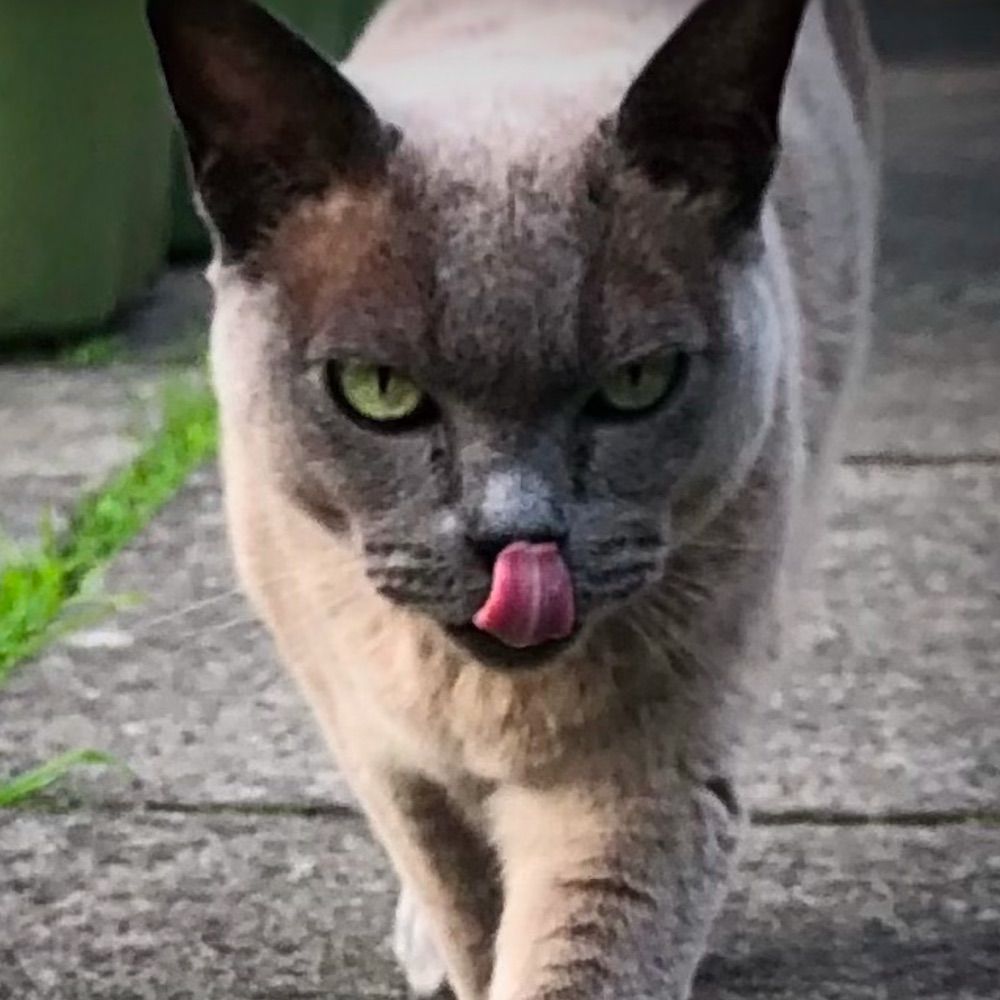 Joseph the cat