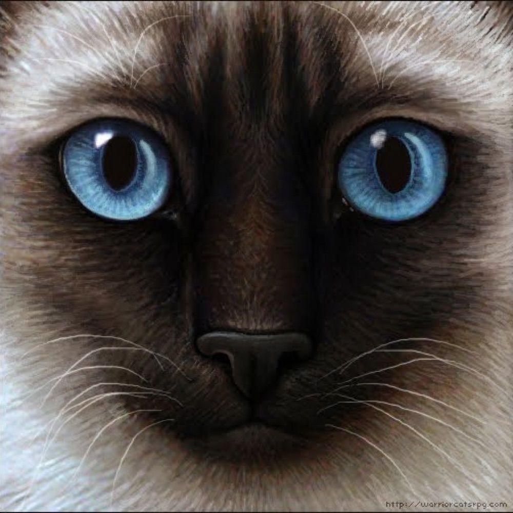 Jagger_The_Cat