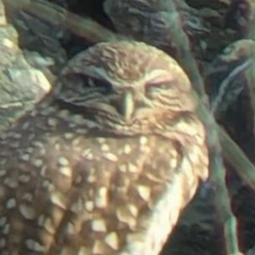 Sam