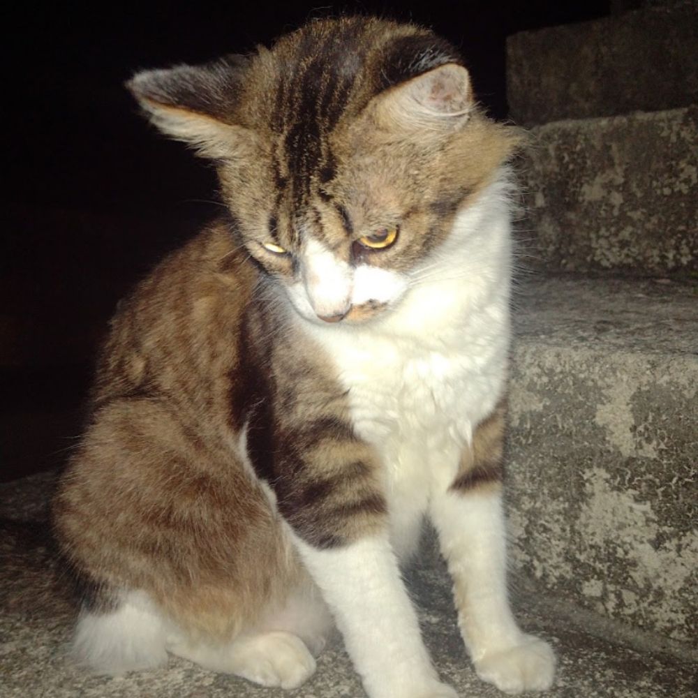 TotodileLoko 