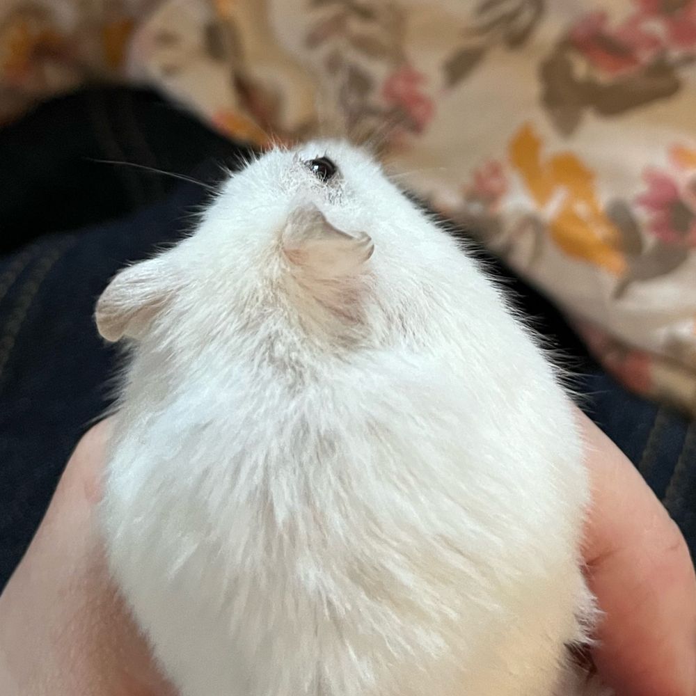ゆ。