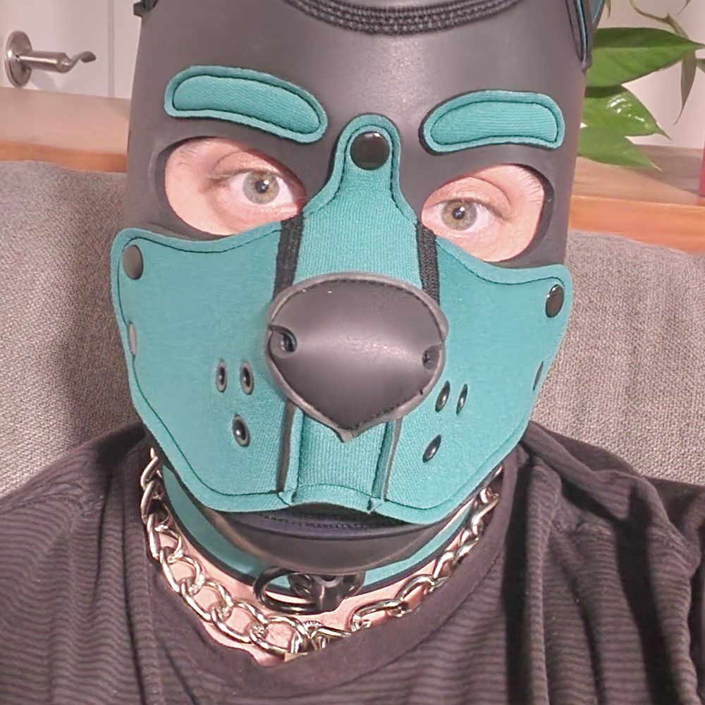 Pupdata