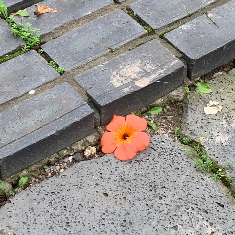 에스퍼