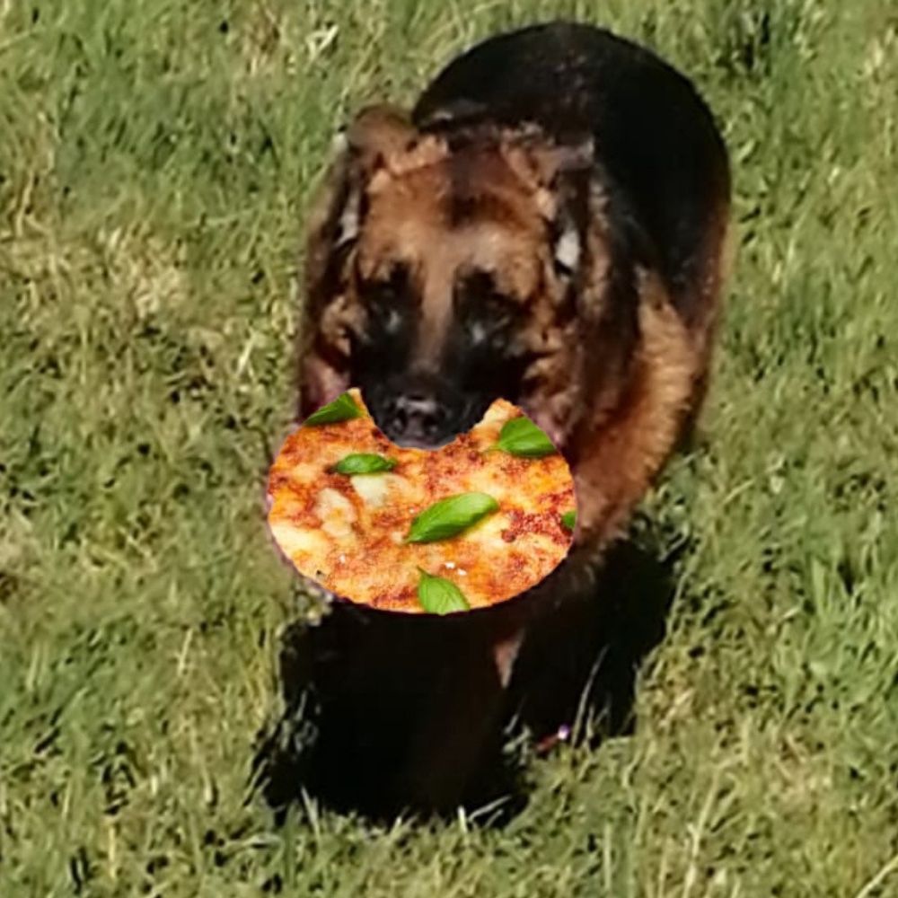 Nattögon