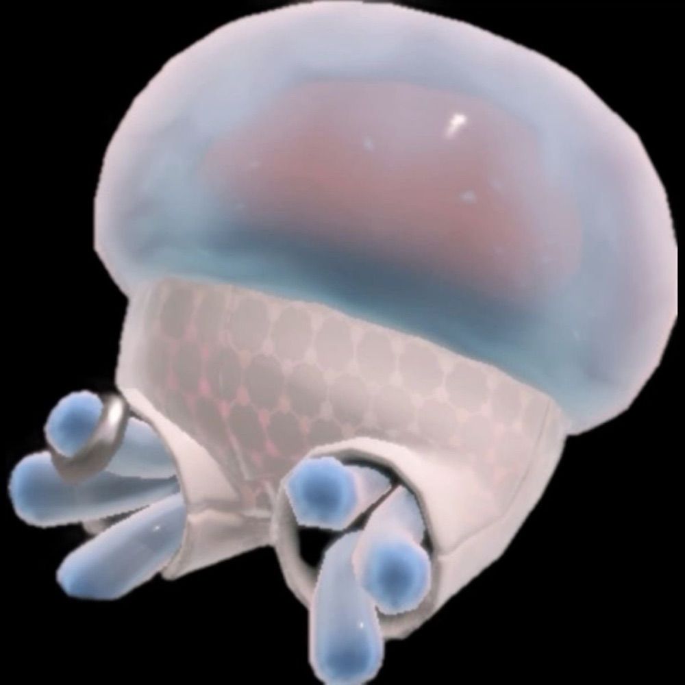 Sparkling Jellies