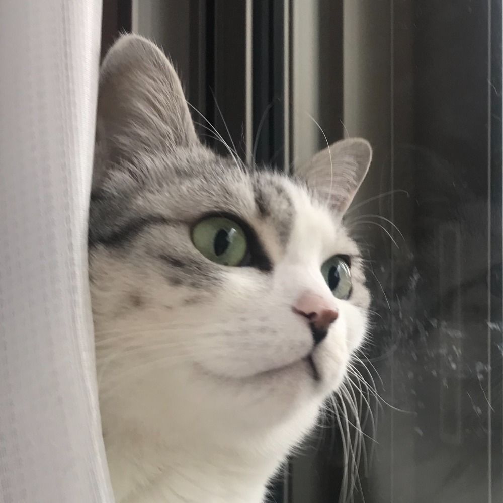 もめんちゃん