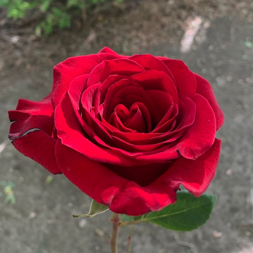 fromthefairycircle.bsky.social