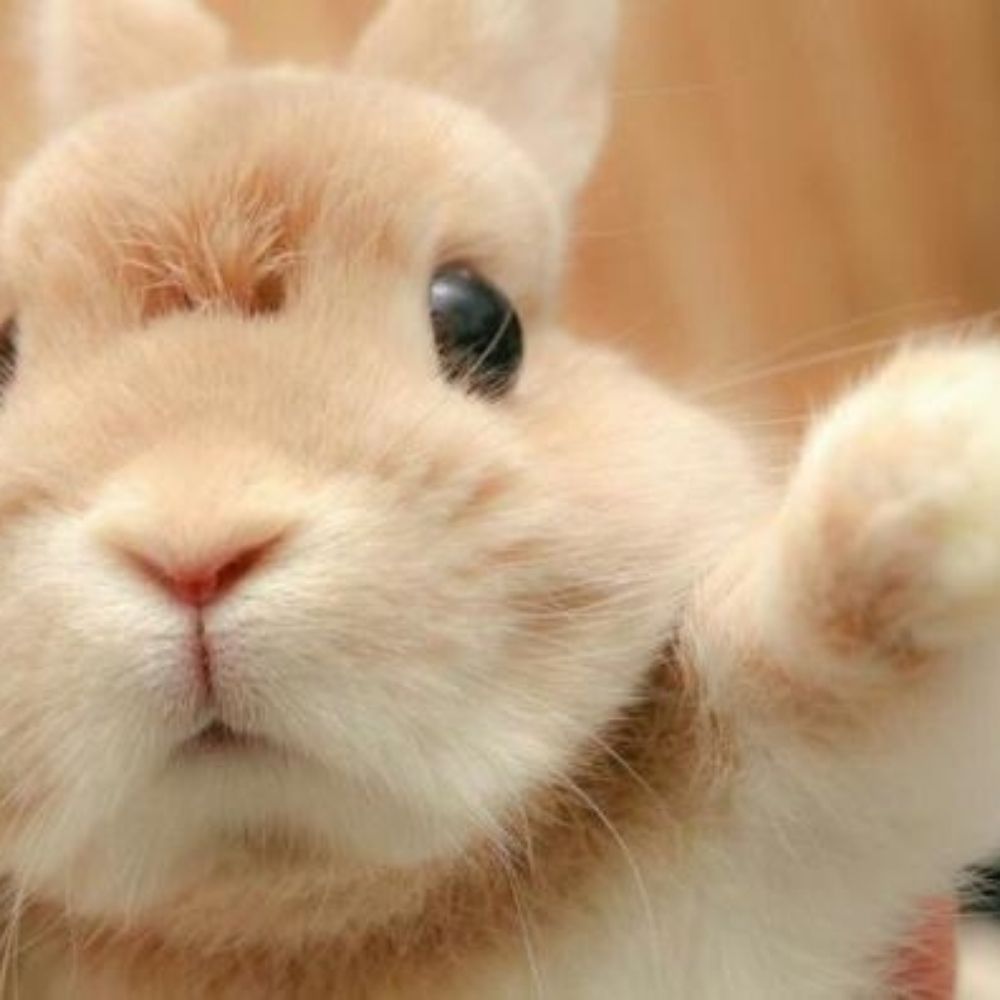 차미유🐰🧶