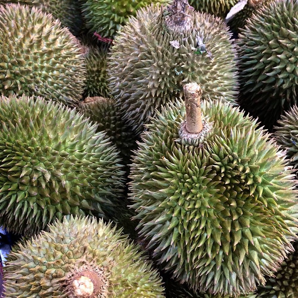 Asante