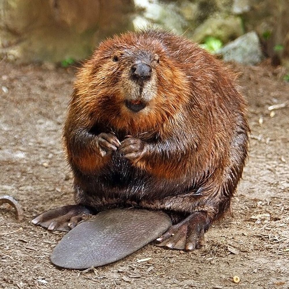 Judd Lumberjack