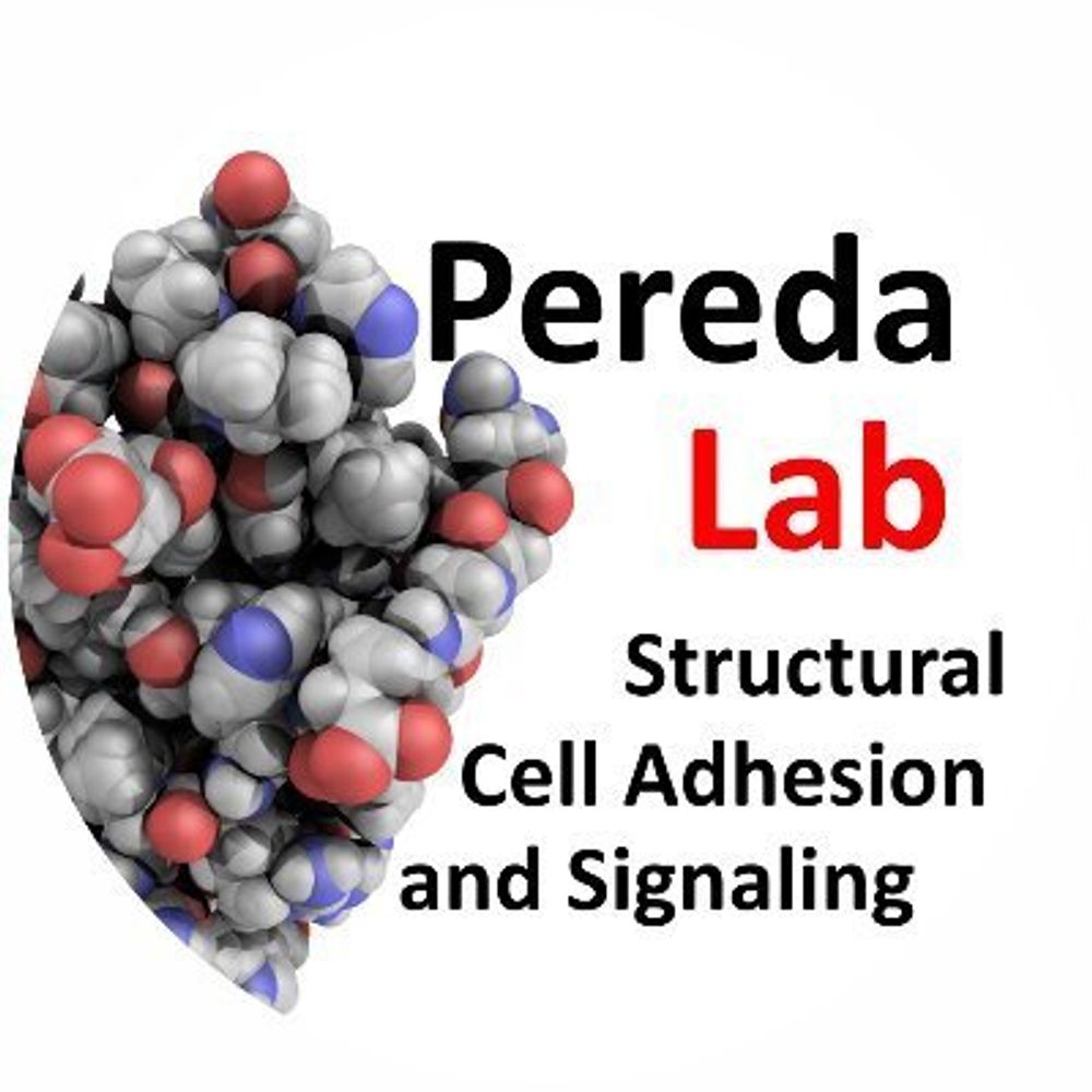 Pereda Lab