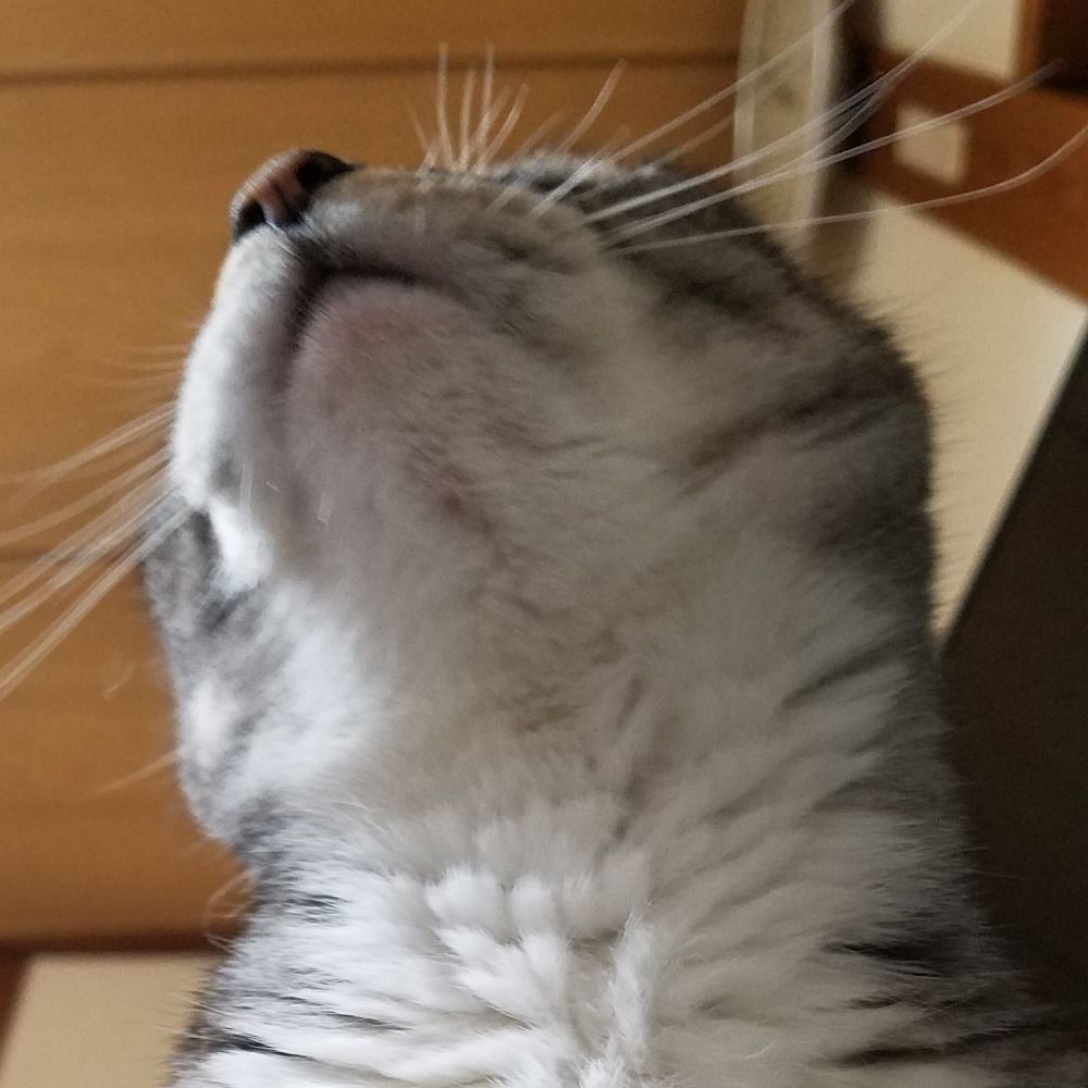 くろネコ