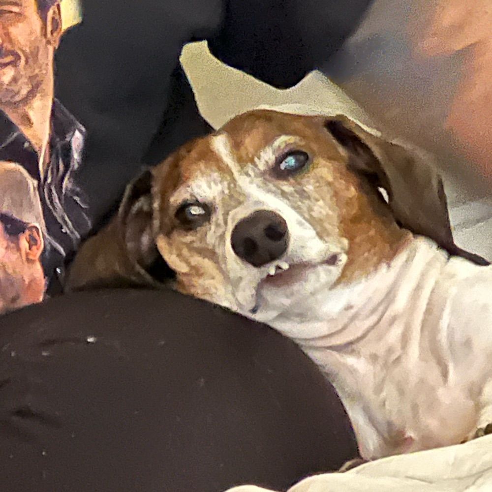 zassafrass.bsky.social