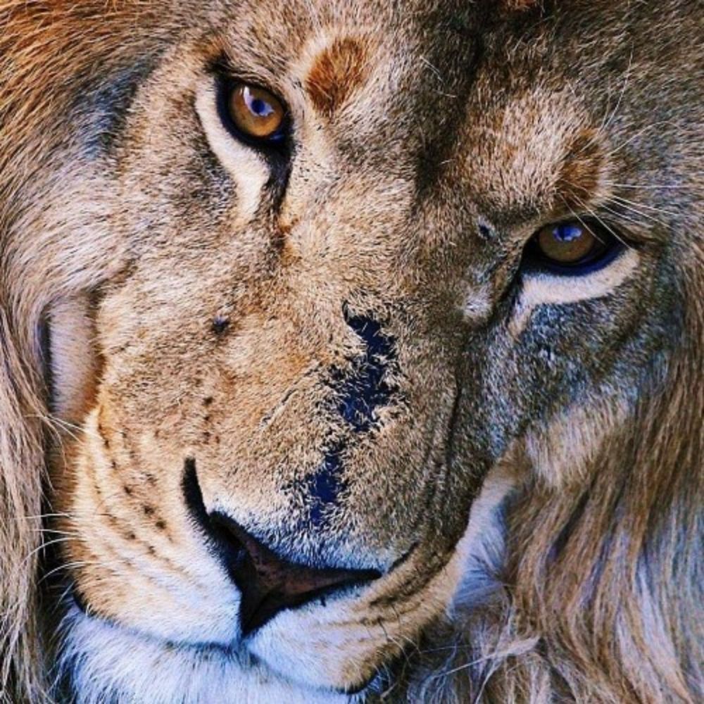 Simba