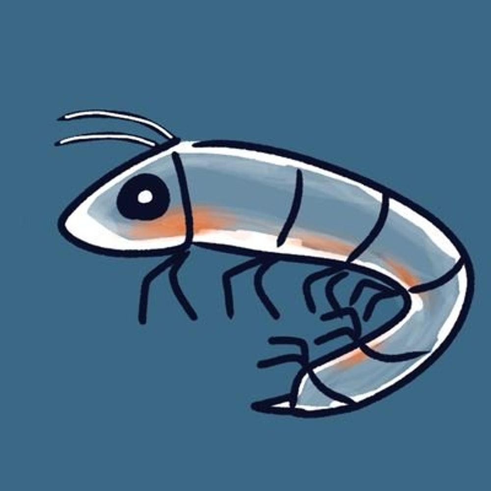 おきあみいか