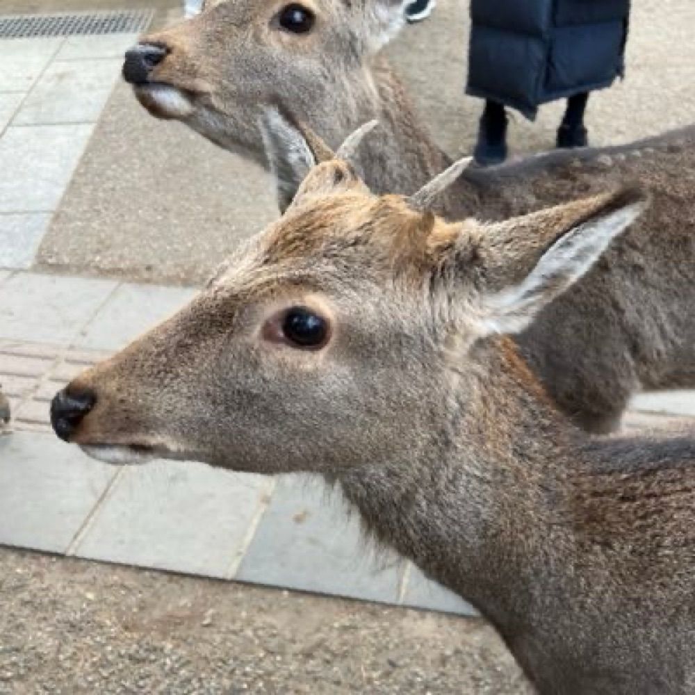 すな箱