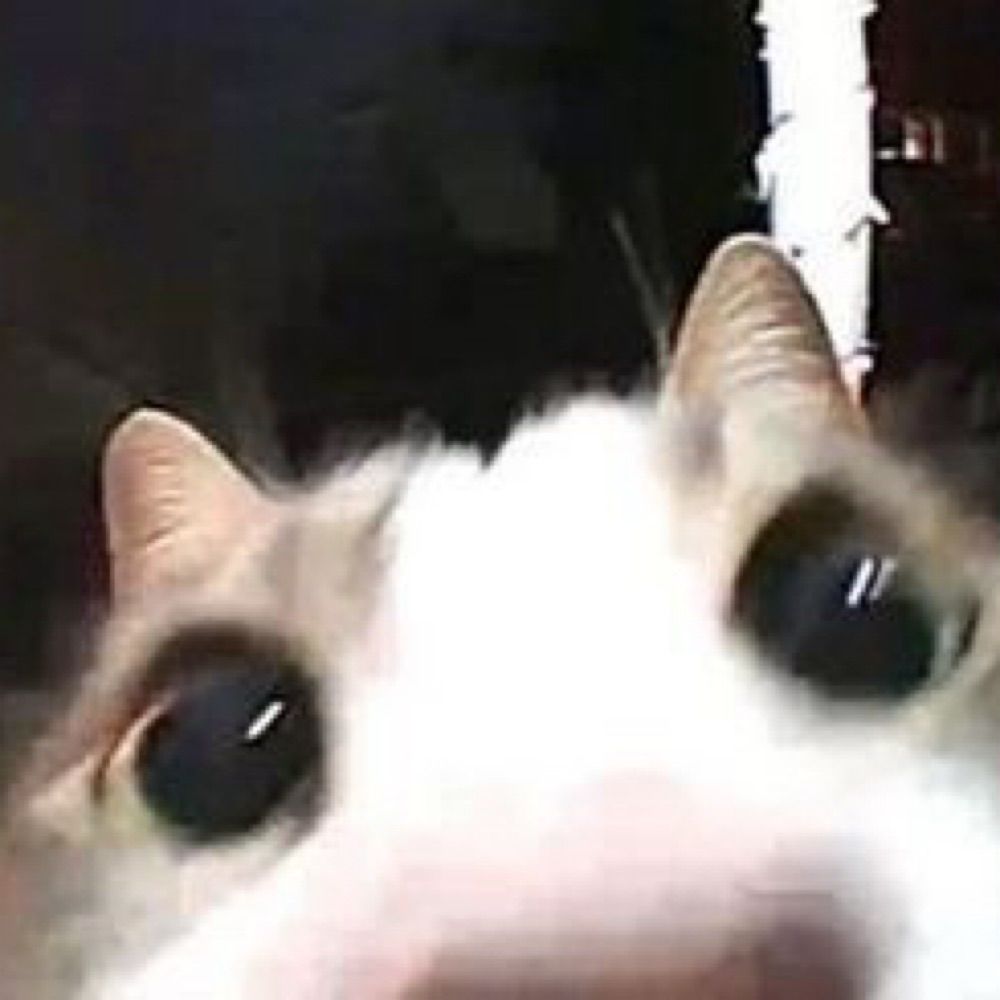 Cat Vids