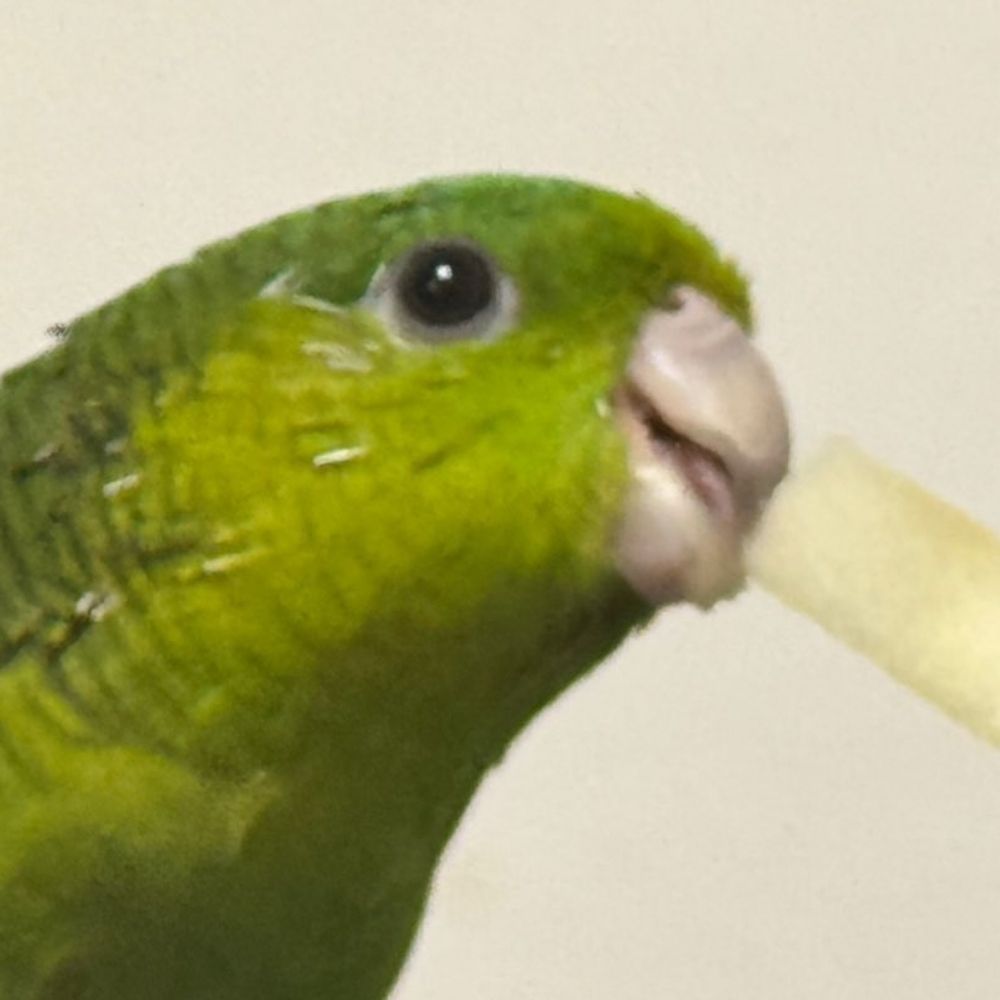 あきほ