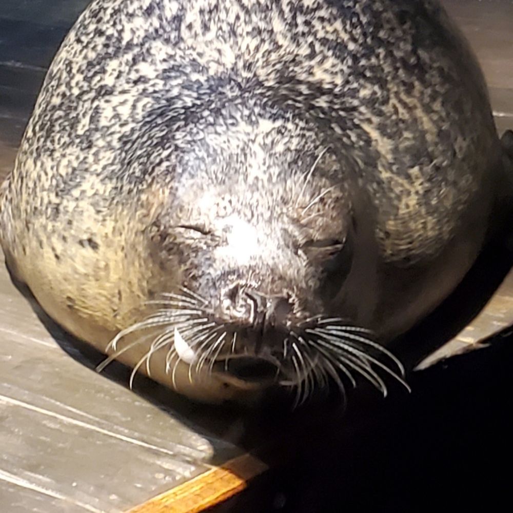 カピバラ