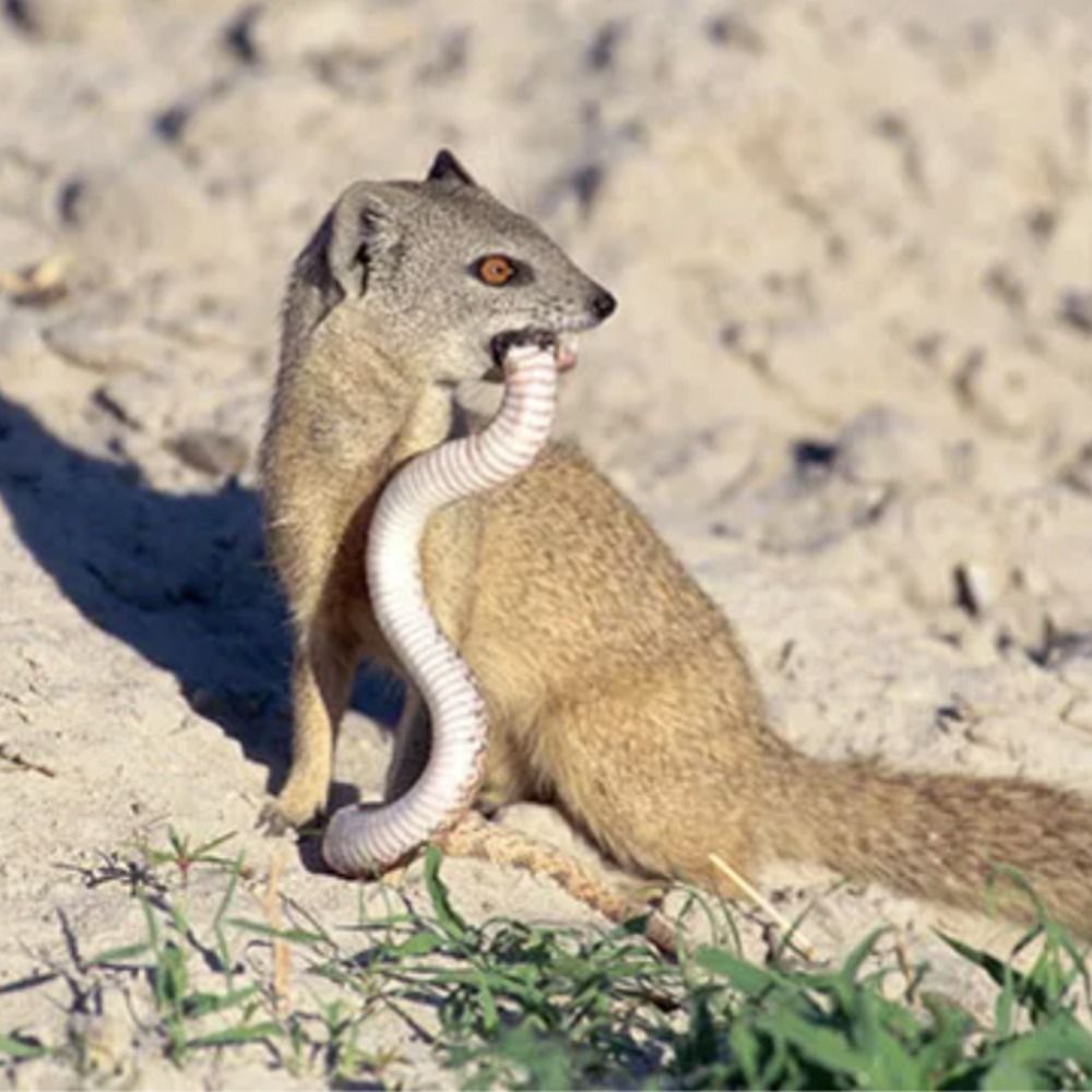 true mongoose