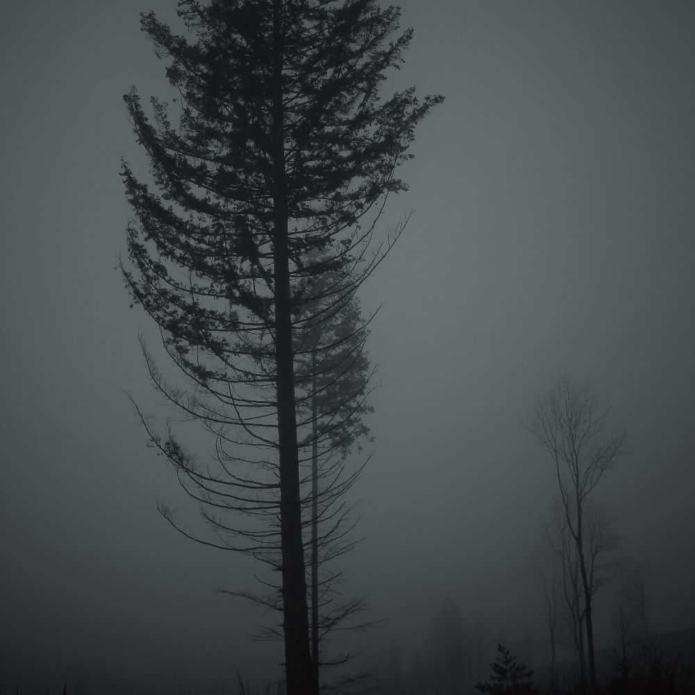 Wickedwoods