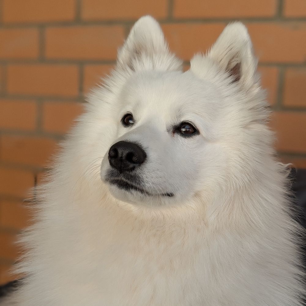 Japanese Spitz Kumo ☁️