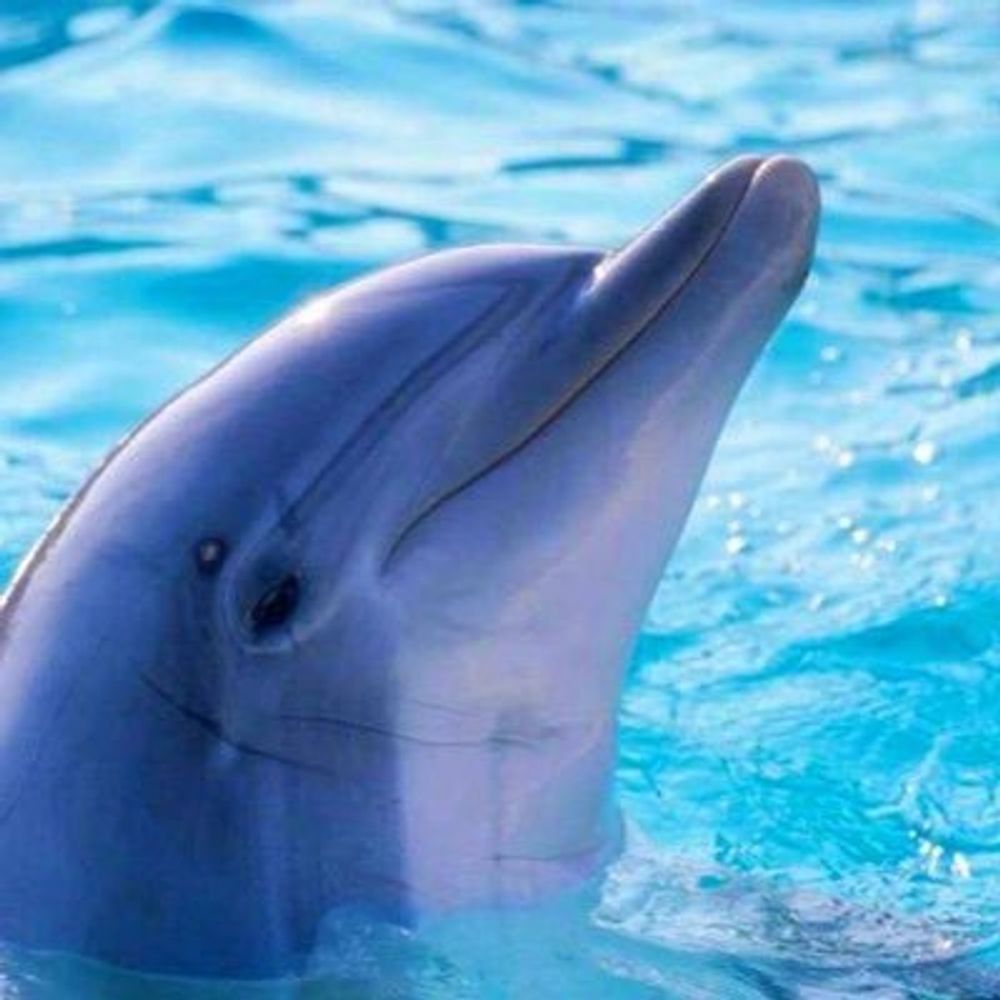 Jon 🐬