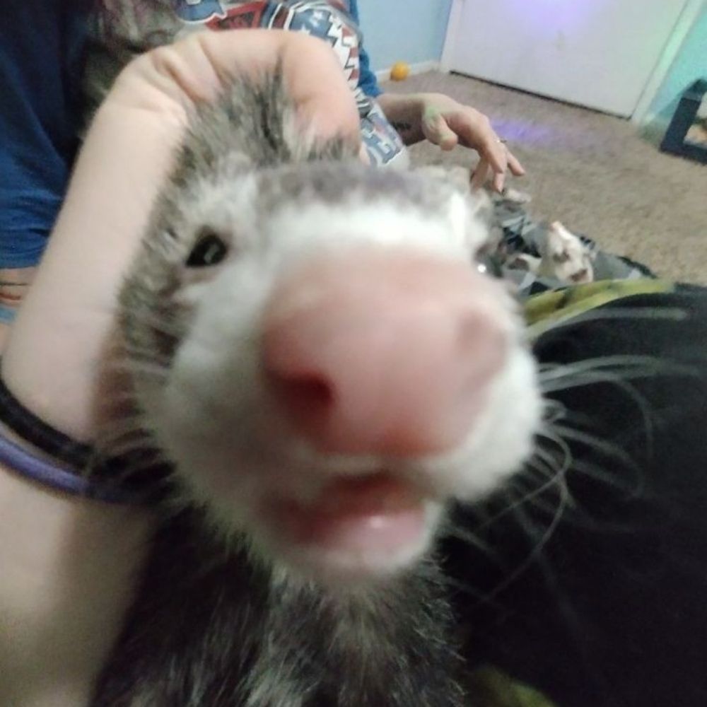 ¡kami!